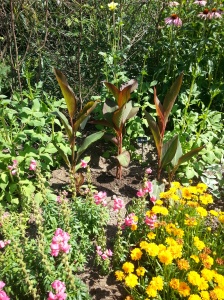 These Cannas were planted out this week to fill any gaps that had appeared towards the back of the border