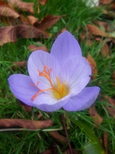 Autumn crocuses are also beginning to pop up everywhere...