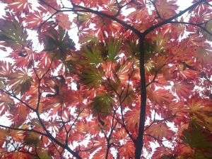 In the Top Garden, this Acer japonicum 'Aconitifolium', or Full Moon Acer, looks great no matter which angle you view it from! 
