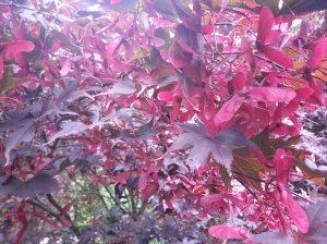 ...while our 'Bloodgood' Acer adds red winged seed pods to the mix