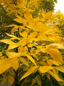 Carya ovata Also known as the Shagbark Hickory, the golden leaves on this tree are stunning...