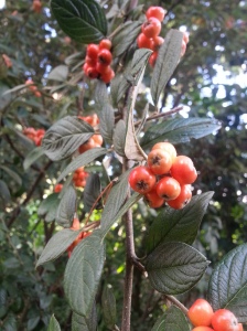 If pink or yellow berries aren't you're thing, how about the orange fruits on this Cotoneaster franchetii var sternianus?