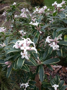 ...which is also where you'll find this Daphne transatlantica bush
