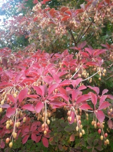 While as the name suggests, Enkianthus chinensis hails from from another area of Asia!