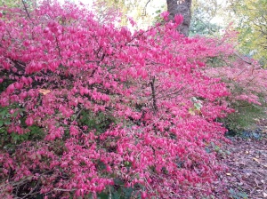 This Euonymus alatus near the Prospect is covered in pinky purple leaves...