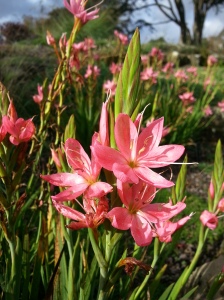 There is still time to catch these Hesperantha flowers in the Rock Garden...
