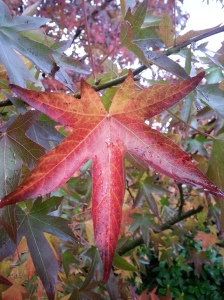 One of the classic trees for Autumn foliage colour is the Liquidambar styraciflua, or Sweet Gum tree