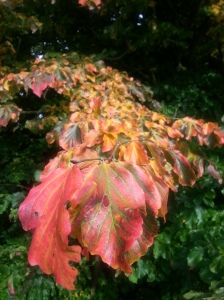 And this Parrotia persica, commonly known as the Persian Ironwood, isn't too shabby either!