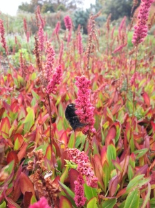 Persicaria affinis 'Superba' combines blooms with colour leaves and is also a big hit with the bees too