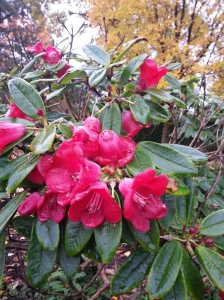 Surprisingly some of our Rhododendrons have decided to flower again, such as this rare R. cerasinum.  Originally from Tibet, it was first described in 1931