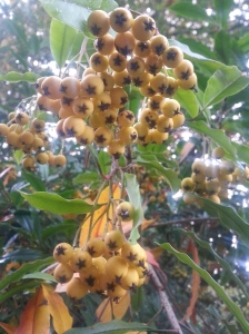 Judging by the berries alone, you might think this is another Sorbus, or Mountain Ash.  This pale yellow berries belong to a Stranvaesia davidiana 'Fruto Luteo'.  This is actually a type of Photinia and is sometimes referred to as the Christmas Berry.  See if you can spot it along Winter Walk