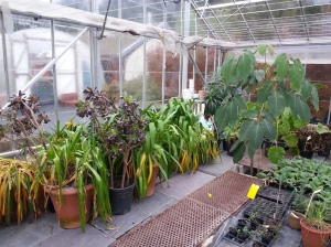Here are some of our tender exotics in their temporary Winter home in the Nursery