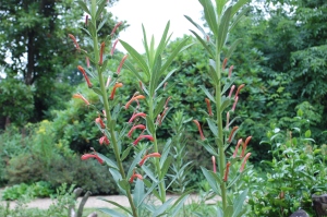 This tall architectural plant makes a striking addition to the Wall Garden.